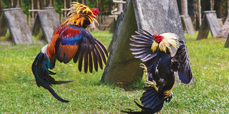 Bảng giờ hoàng đạo đẹp để chọn ngày theo màu mạng