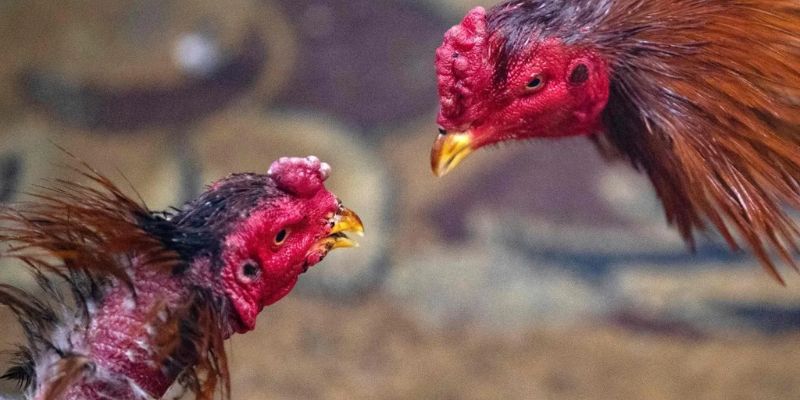 Gà đang được om nghệ rượu chuẩn bị thuần cựa