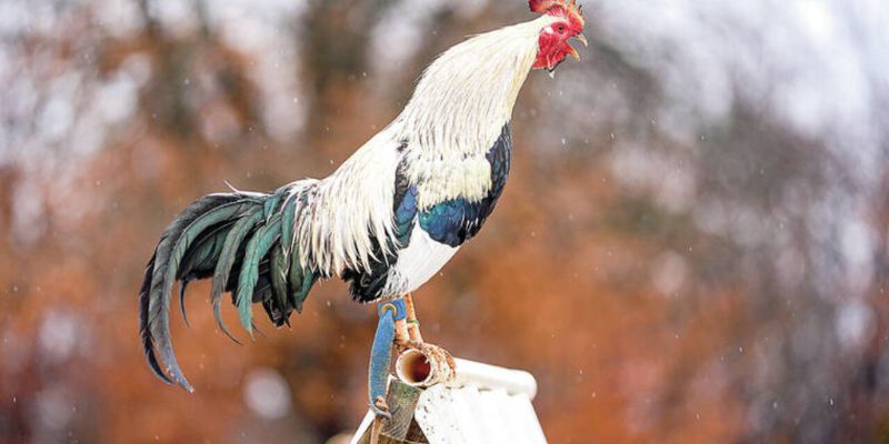 Gà lai Mỹ cao chân Tây Ninh