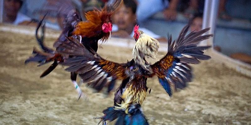 Gà nòi óng ánh sau khi cắt tỉa lông