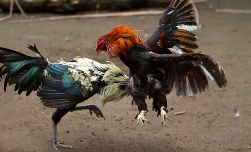 Có được xem đá gà online hay không? Xem đá gà có bị phạt không