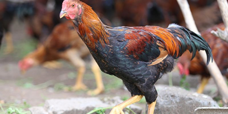 Quần nòi tự do trong vườn rộng